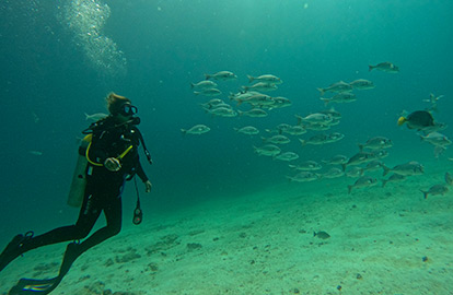Persona buceando con un cardúmen de peces.