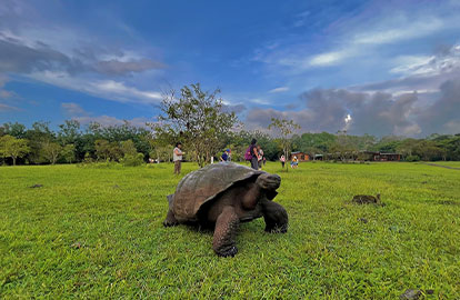 Galapagos giant tortoise